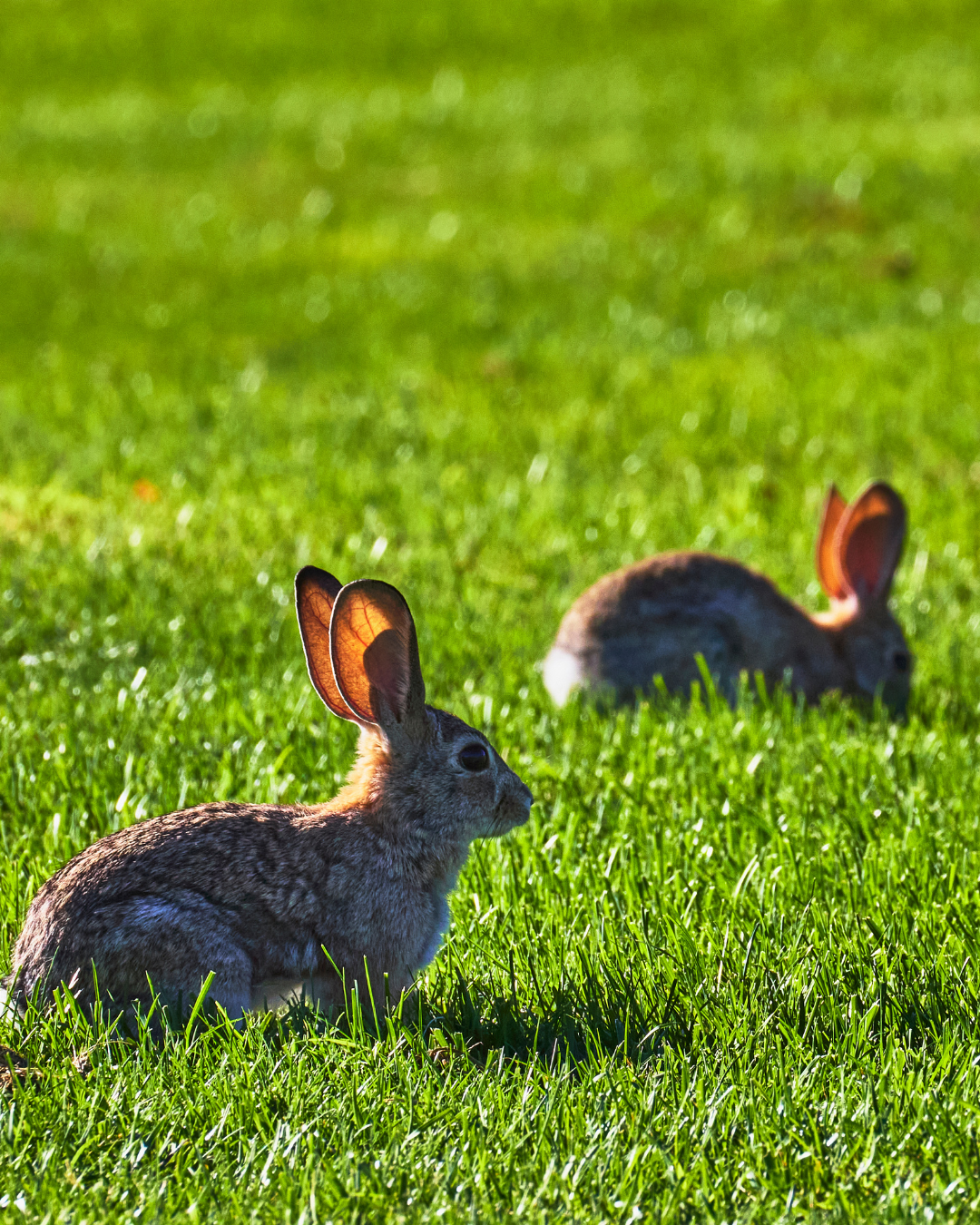 be more bunny in april
